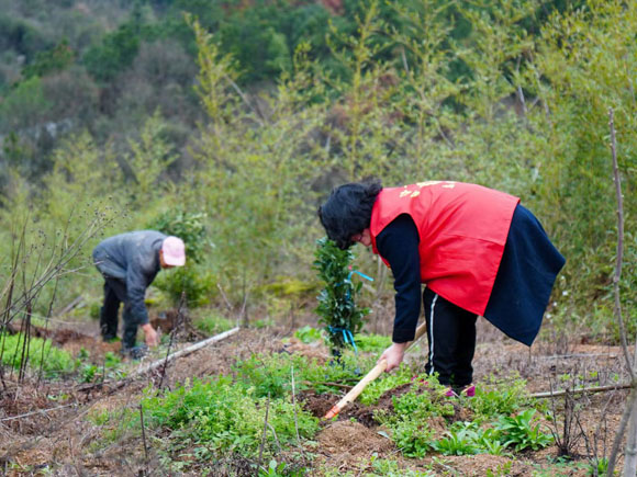 植樹活動(dòng)